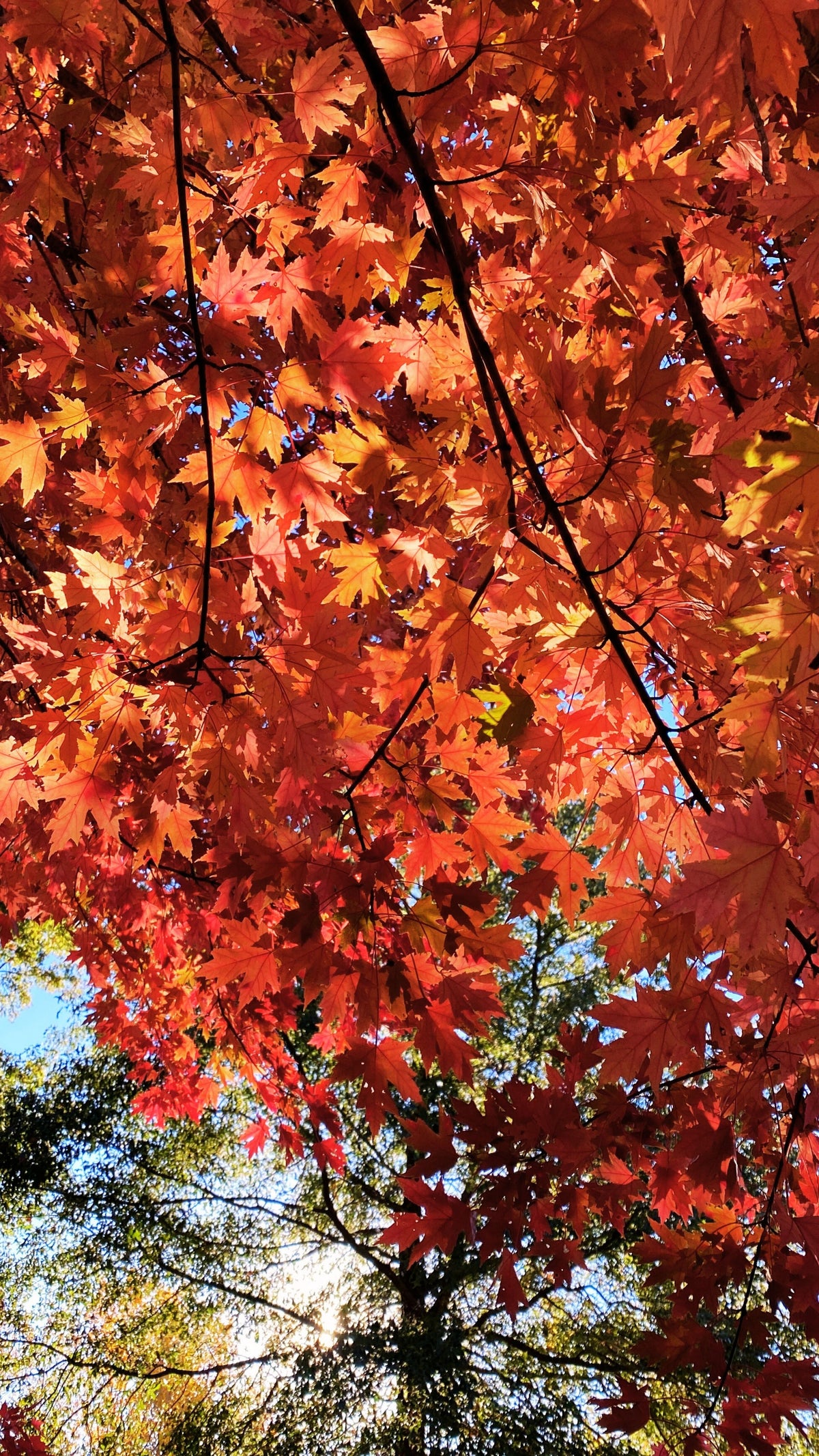 Autumn Calm Wallpaper Pack - Free Download