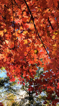 Autumn Calm Wallpaper Pack - Free Download