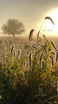 Autumn Calm Wallpaper Pack - Free Download