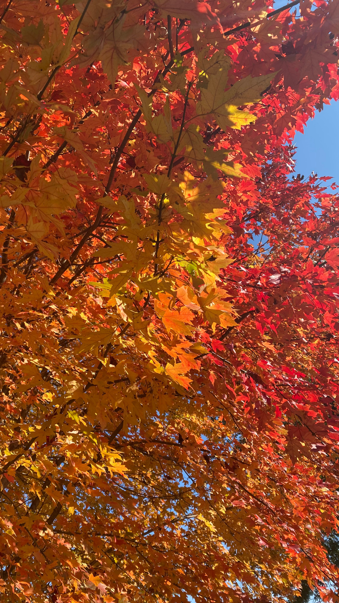 Autumn Calm Wallpaper Pack - Free Download