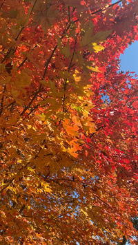 Autumn Calm Wallpaper Pack - Free Download