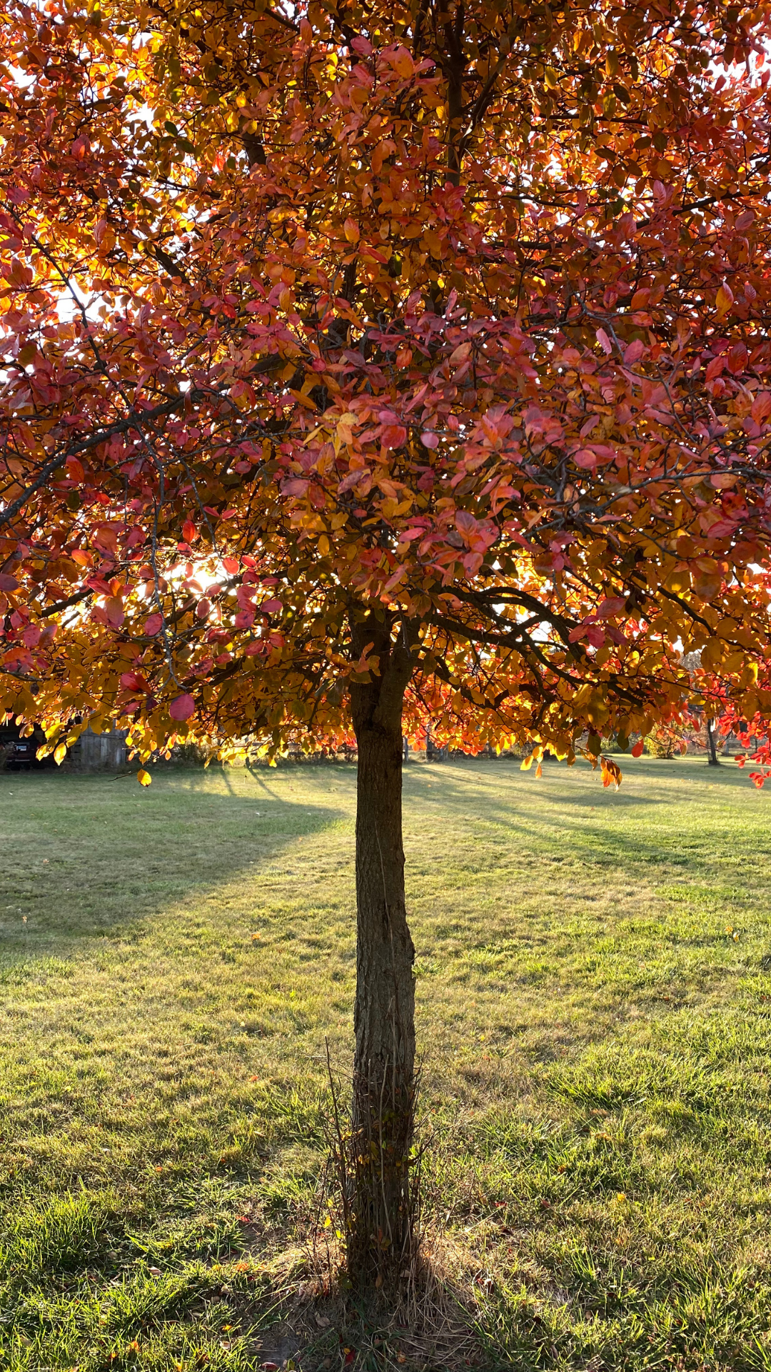 Autumn Calm Wallpaper Pack - Free Download