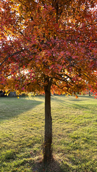 Autumn Calm Wallpaper Pack - Free Download