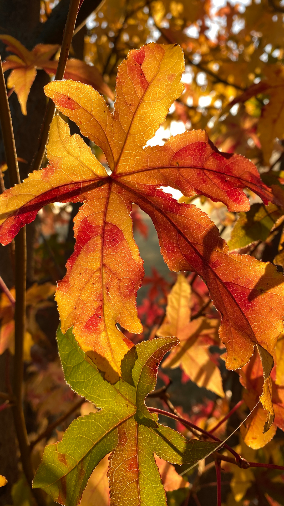 Autumn Calm Wallpaper Pack - Free Download